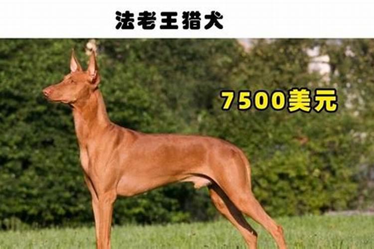 禾谷宝多少钱1公斤