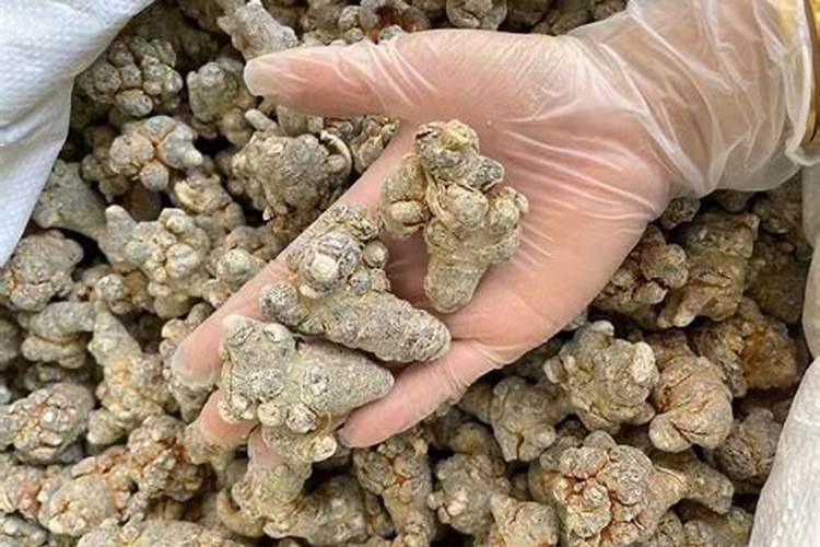 樱桃树什么时候喷硼 硼砂应该什么时间喷施樱桃上