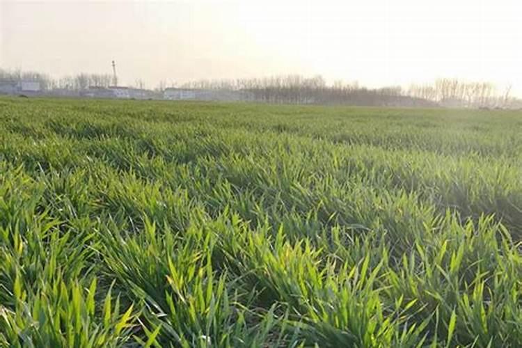 小麦除草剂能和叶面肥混合打吗