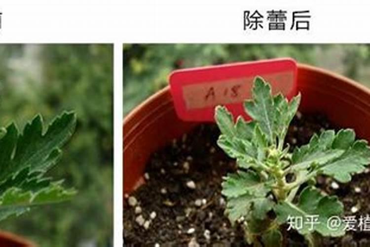 菊花花蕾期可以施肥吗