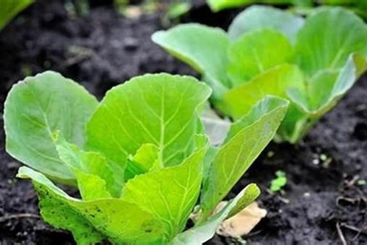 蔬菜水溶肥怎么用？需要注意哪些问题？