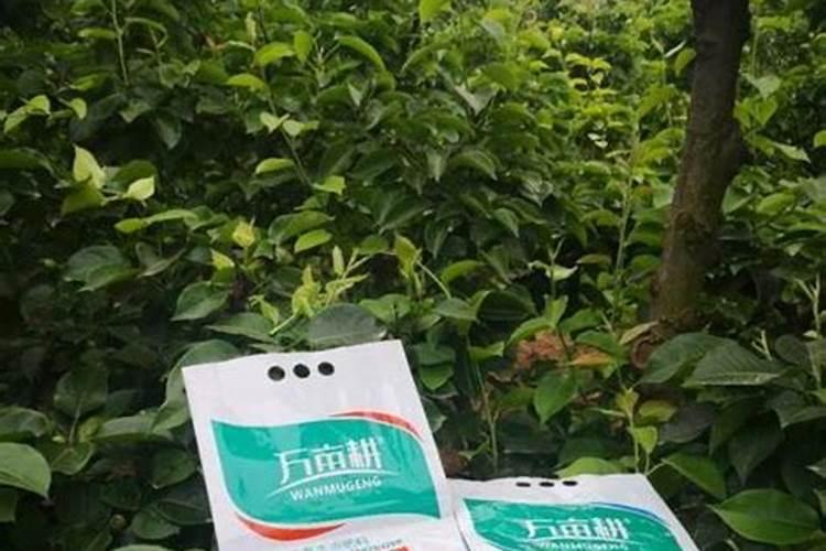 湖南向日葵硼 锌生产花卉百科