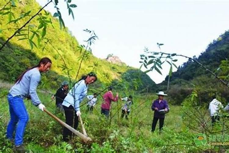 花椒的施肥时间 花椒树什么时候施肥好