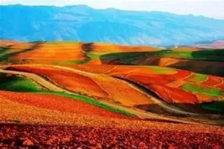 红土地种出的芋头可不可以食用