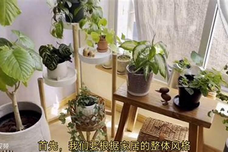 大葱如何施肥施什么肥？大葱专用肥料用什么牌子的好？