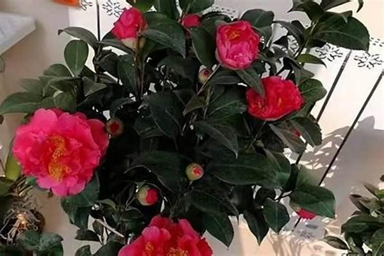 茶花怎么施肥啊