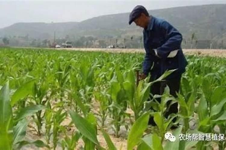 玉米最佳施肥时间表