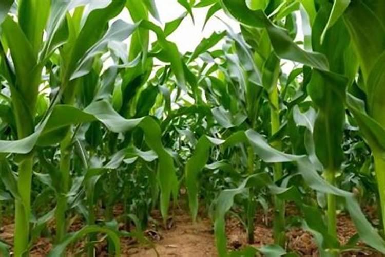 玉米多久施一次肥