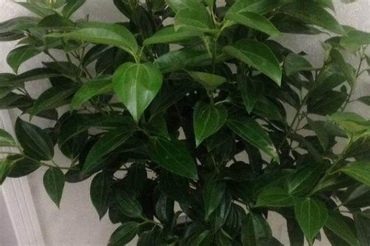 平安树浇什么肥料合适