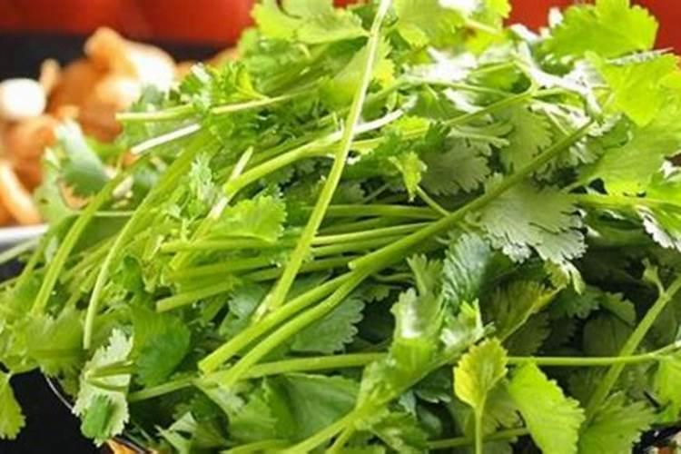 冬季香菜怎么施肥 冬季香菜施肥时间和方法