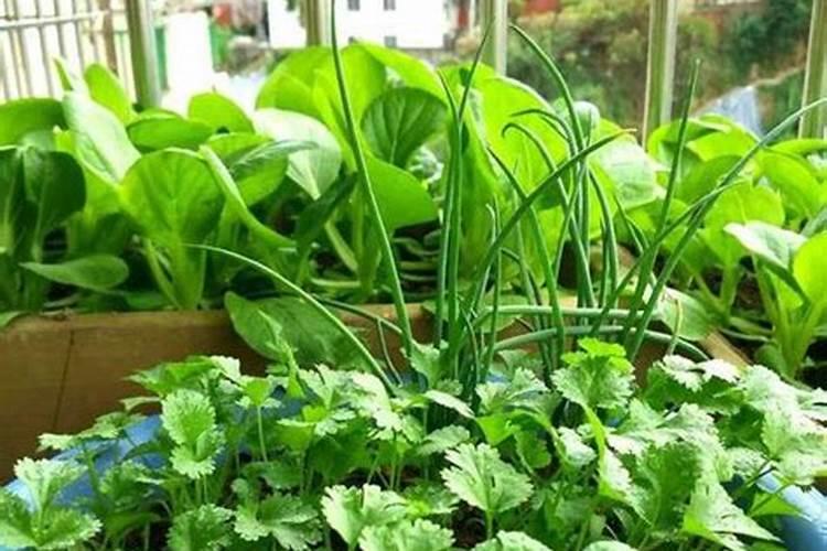 种香菜用什么肥料