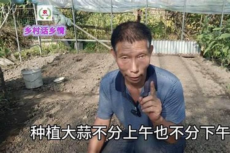 大蒜苗期用什么叶面肥