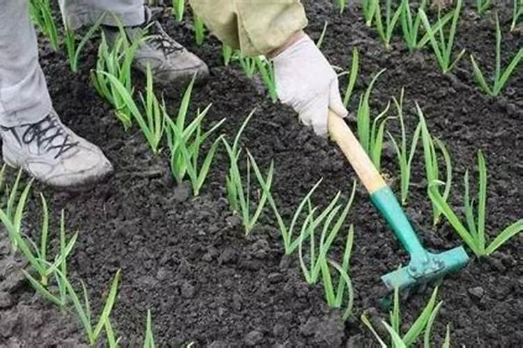 什么时间喷大蒜叶面肥