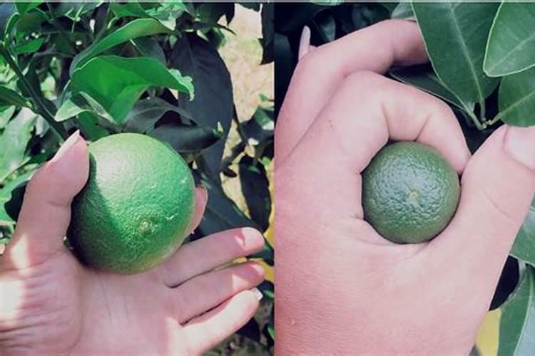 玉米打什么样的叶面肥