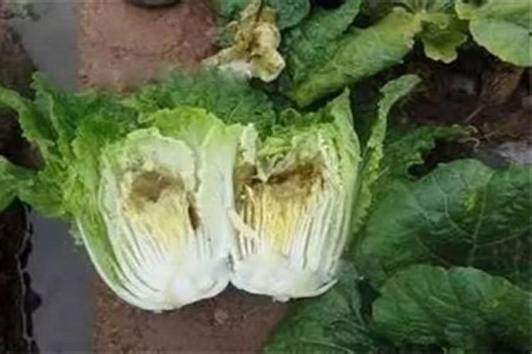 大白菜可以用尿素追肥吗(怎样给大白菜追尿素的正确方法)