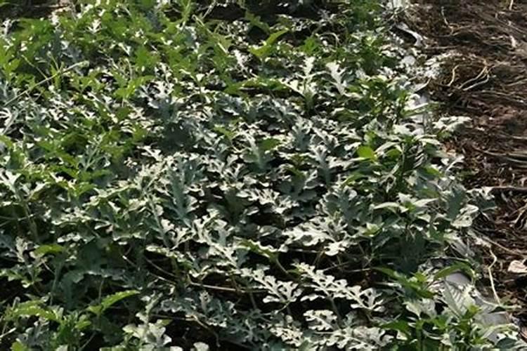 一斤发酵豆粕能代替多少豆粕