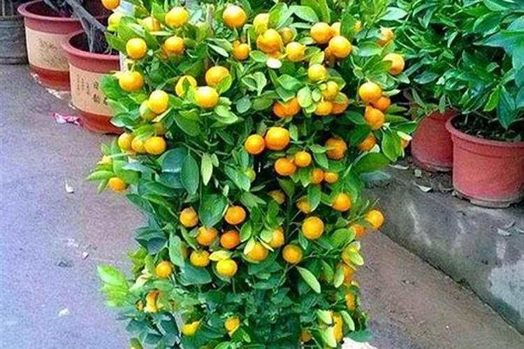 金桔开花后怎么防止落果