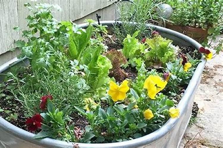 蔬菜叶面肥的使用技术及几种常用的追肥方法