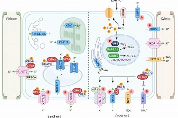 ﻿药用植物叶面追肥技巧