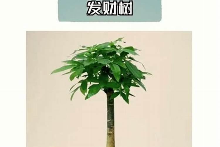 发财树浇水的正确方法 怎么给发财树浇水施肥