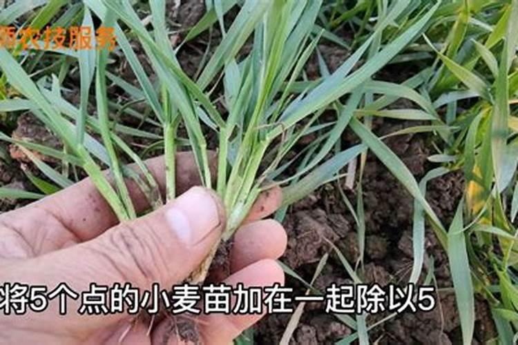 硼肥的用量、作用及使用方法