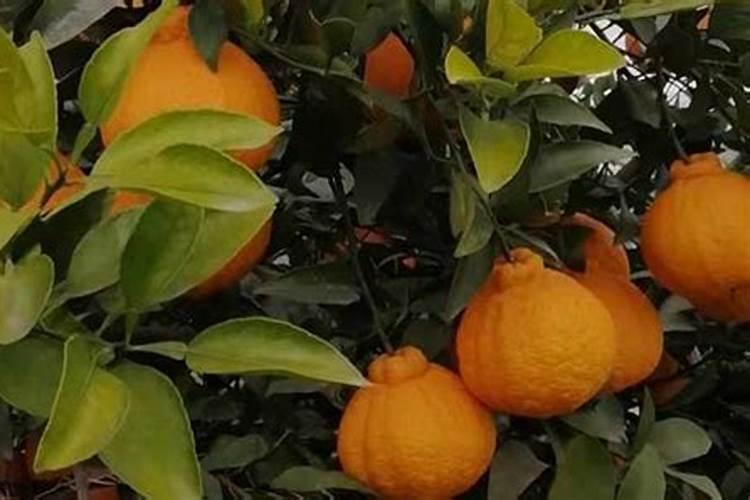 柑橘油孢凹陷现象是如何产生的