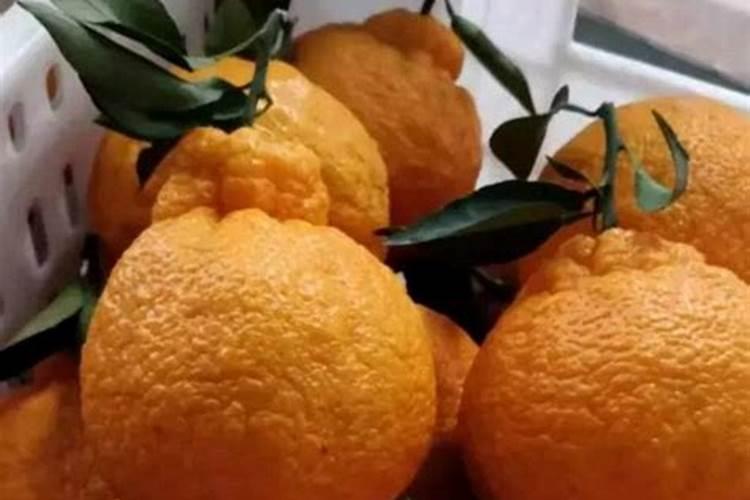 日本什么柑桔最好吃？