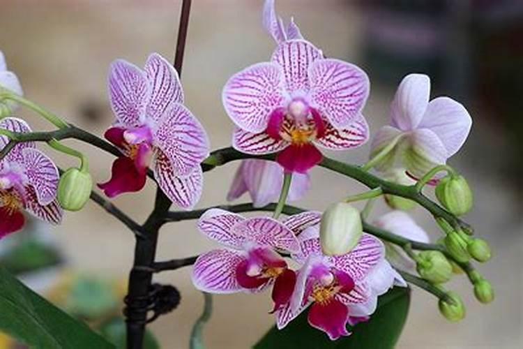 叶面肥过量如何挽救