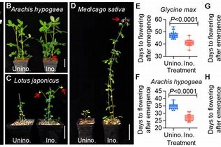 怎么给花生施肥。施什么肥。