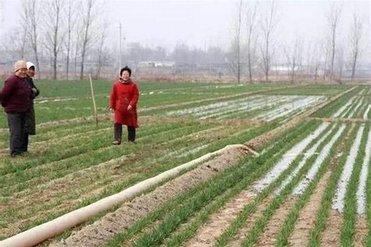 桃树秋施基肥开沟好还是不开沟好