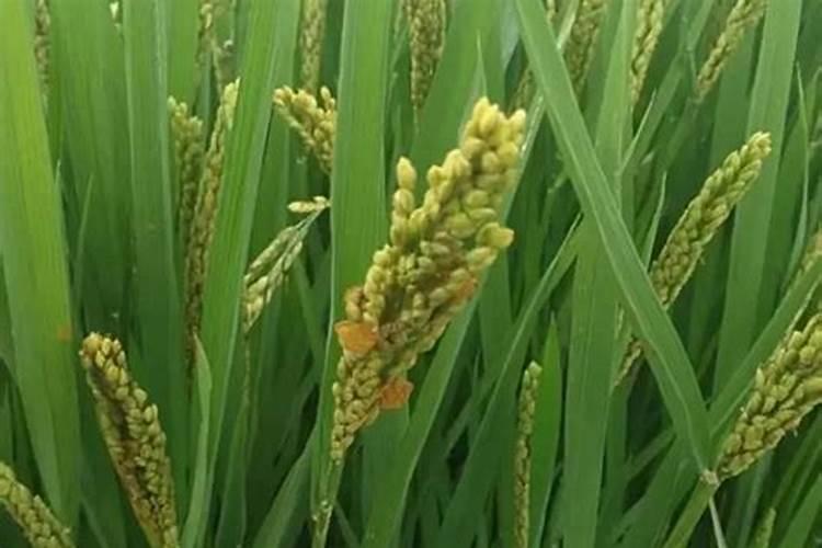 水溶肥排名前十位的有哪些品牌