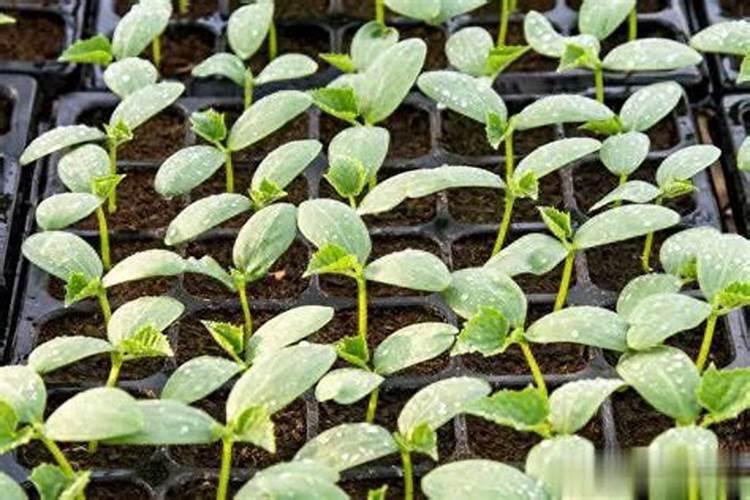 乙烯利的作用有哪些？