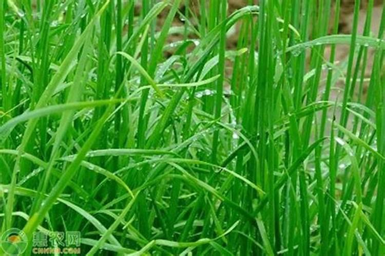 韭菜施什么叶面肥最好