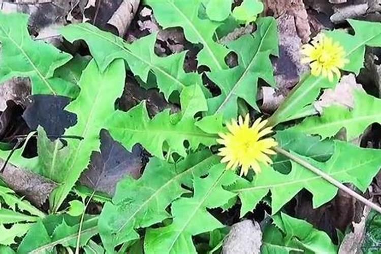 车前对便秘有着很大的帮助作用,这种植草是这样栽培的!