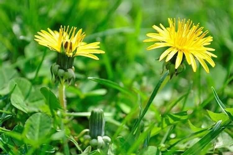 春冬季节生长在田里,田坎上的开着黄花是什么？