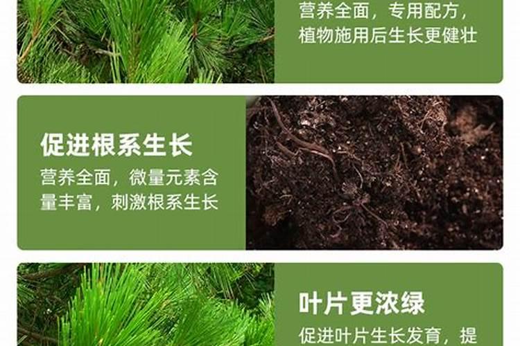 松树适用什么肥料？