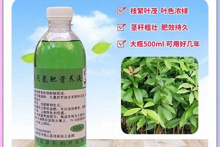 黄金楠木最好的肥料是什么？