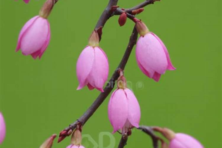 夏橙春季施肥讲解