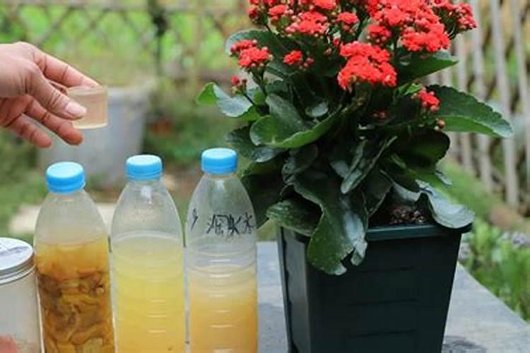 家庭养花自制花肥3种方法