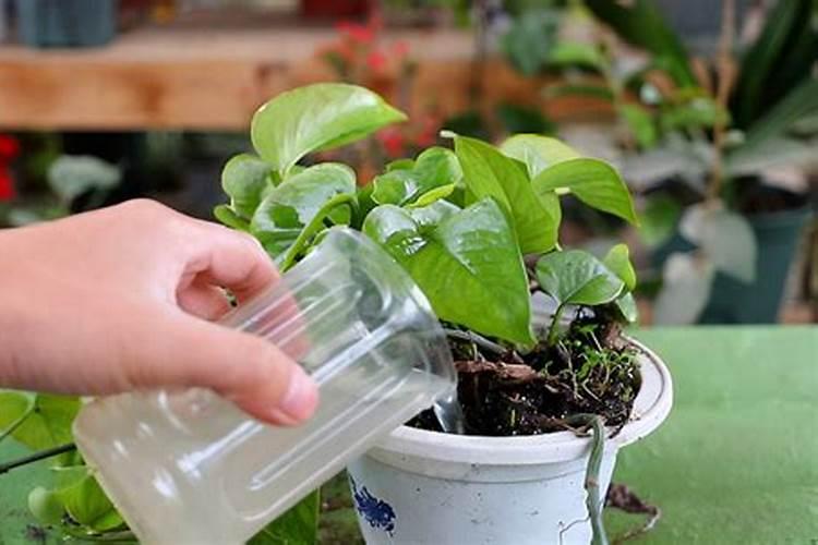 花生饼怎么做肥料养花