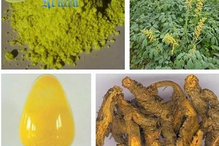 花树用什么肥料比较好