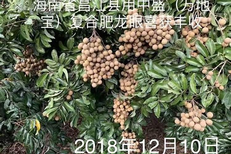 龙眼树施什么水溶肥比较好？