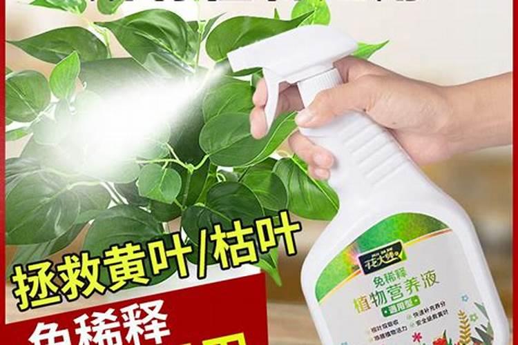 叶面肥喷施注意事项