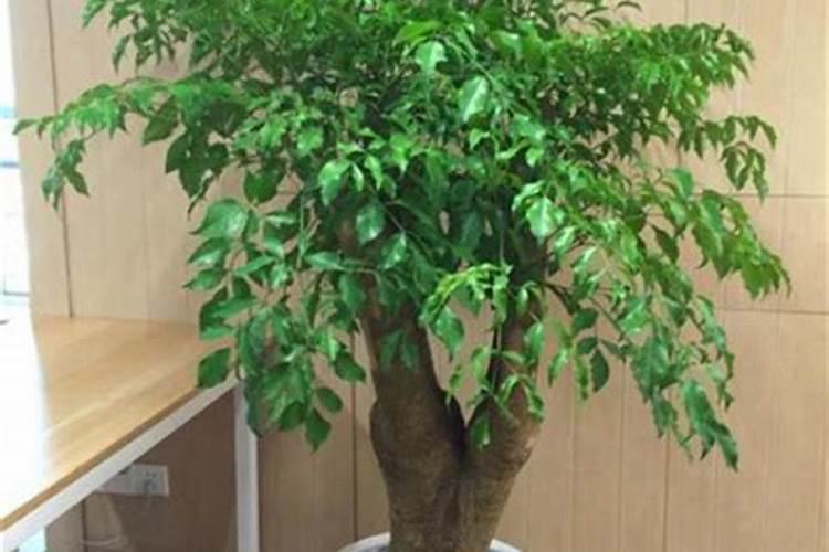 花多多是喷叶还是灌根