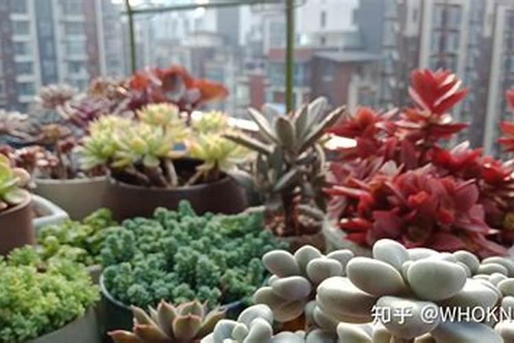花草叶面肥多久喷一次 “植物叶面肥喷洒频率”