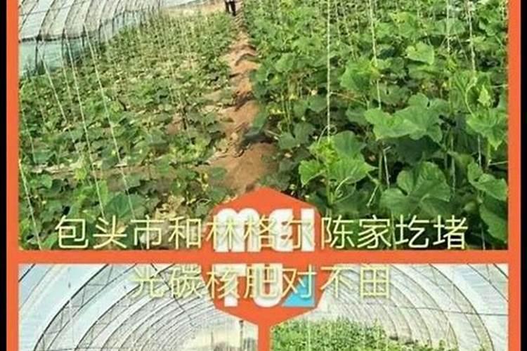光碳核肥基肥怎么用效果最好