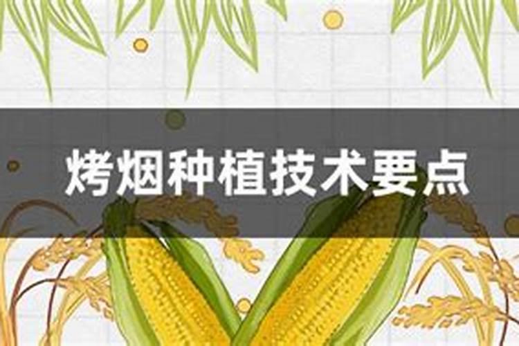 烤烟怎么用尿素追肥 施肥方法及技巧