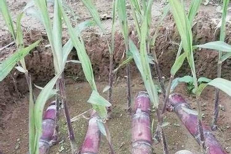 磷肥的作用是什么