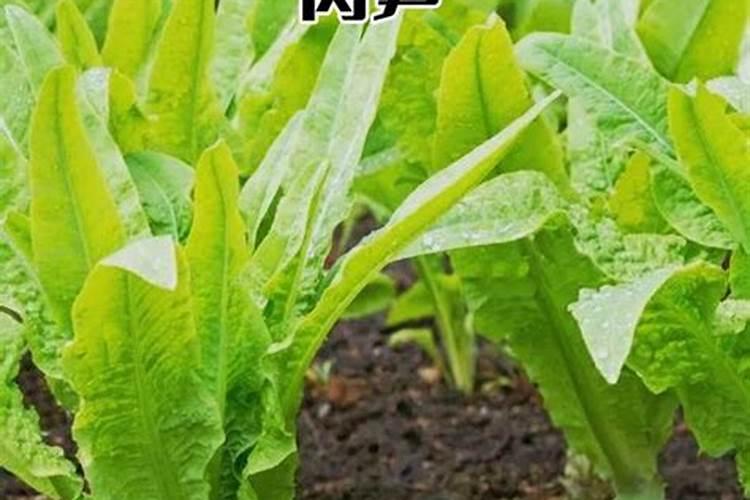 莴笋用什么肥料最好