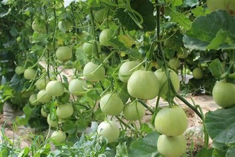 甜瓜使用水溶肥的好处？甜瓜生长期用什么肥料效果好？